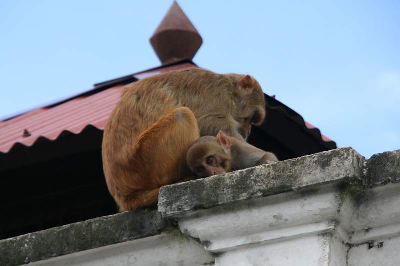 India & Nepal 2011 - 0284